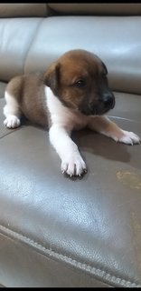 1 Month  Male/female Puppies - Mixed Breed Dog