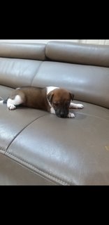 1 Month  Male/female Puppies - Mixed Breed Dog