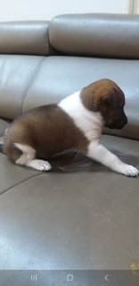 1 Month  Male/female Puppies - Mixed Breed Dog