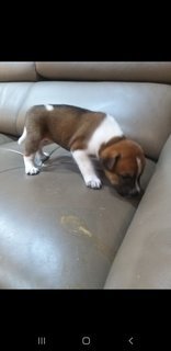 1 Month  Male/female Puppies - Mixed Breed Dog