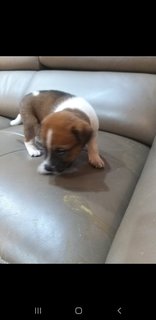 1 Month  Male/female Puppies - Mixed Breed Dog