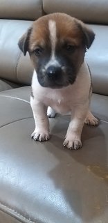 1 Month  Male/female Puppies - Mixed Breed Dog