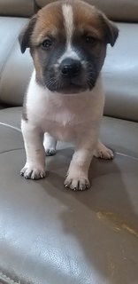 1 Month  Male/female Puppies - Mixed Breed Dog