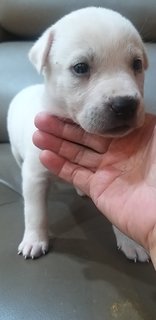 1 Month  Male/female Puppies - Mixed Breed Dog