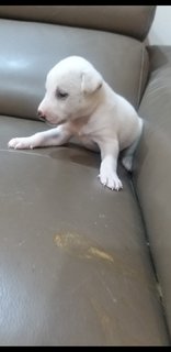 1 Month  Male/female Puppies - Mixed Breed Dog