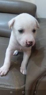 1 Month  Male/female Puppies - Mixed Breed Dog