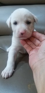 1 Month  Male/female Puppies - Mixed Breed Dog