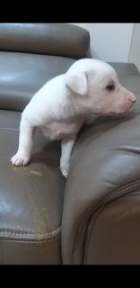 1 Month  Male/female Puppies - Mixed Breed Dog