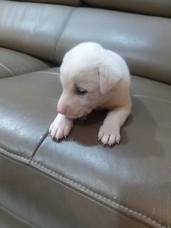 1 Month  Male/female Puppies - Mixed Breed Dog