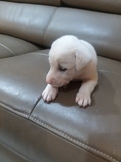 1 Month  Male/female Puppies - Mixed Breed Dog