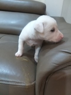 1 Month  Male/female Puppies - Mixed Breed Dog