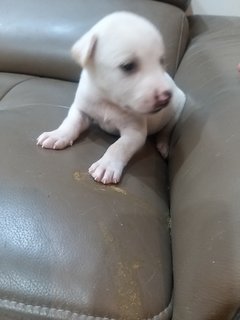 1 Month  Male/female Puppies - Mixed Breed Dog