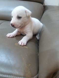 1 Month  Male/female Puppies - Mixed Breed Dog