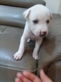 1 Month  Male/female Puppies - Mixed Breed Dog