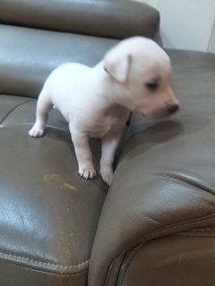 1 Month  Male/female Puppies - Mixed Breed Dog