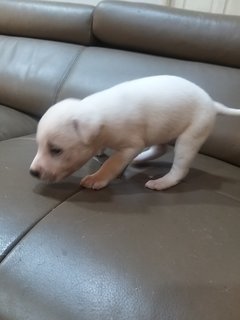 1 Month  Male/female Puppies - Mixed Breed Dog