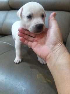 1 Month  Male/female Puppies - Mixed Breed Dog