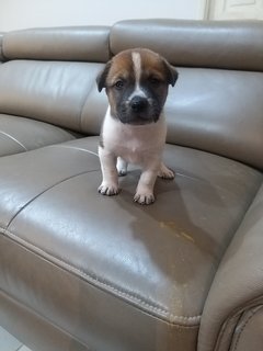 1 Month  Male/female Puppies - Mixed Breed Dog