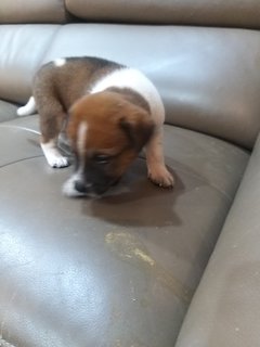 1 Month  Male/female Puppies - Mixed Breed Dog