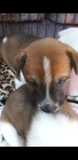 1 Month  Male/female Puppies - Mixed Breed Dog