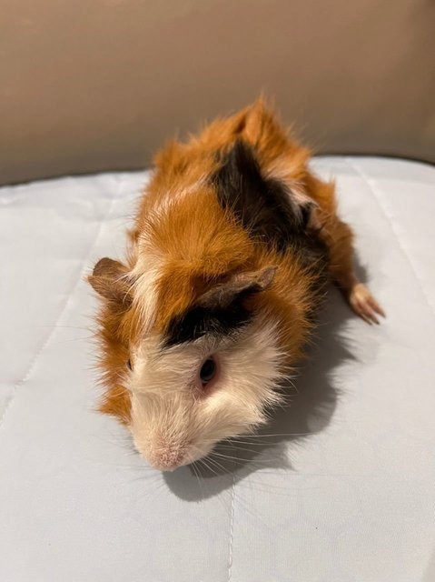 Brownie, The Male Guinea Pig - Guinea Pig Small & Furry