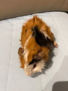 Brownie, The Male Guinea Pig - Guinea Pig Small & Furry