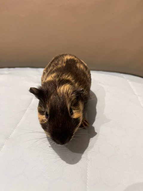 Arrow, The Male Guinea Pig - Guinea Pig Small & Furry