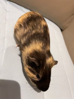 Arrow, The Male Guinea Pig - Guinea Pig Small & Furry