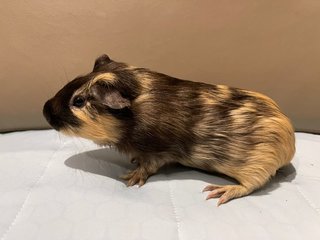 Arrow, The Male Guinea Pig - Guinea Pig Small & Furry