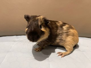 Arrow, The Male Guinea Pig - Guinea Pig Small & Furry