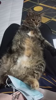 Lala - Domestic Long Hair + Maine Coon Cat