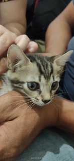 Gecko , Pheonix And Dragon - Bengal + Domestic Medium Hair Cat