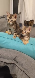 Gecko , Pheonix And Dragon - Bengal + Domestic Medium Hair Cat