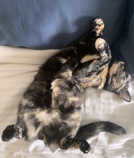 Fey - Tortoiseshell Cat