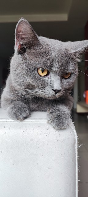 Mohawk - British Shorthair Cat