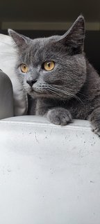 Mohawk - British Shorthair Cat