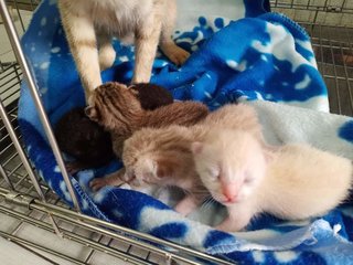 When they are 3 days old :) 