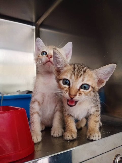 Chubby &amp; Tiny - Domestic Short Hair Cat