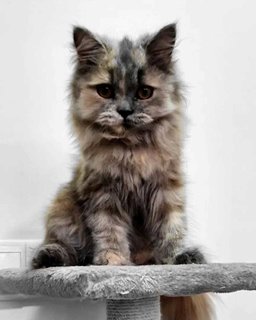 Lucy - Persian Cat