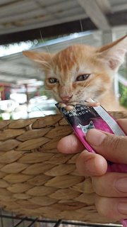 Oyen - Domestic Short Hair Cat