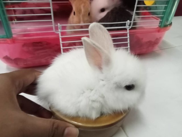 Teddy Bear Rabbits - Netherland Dwarf Rabbit