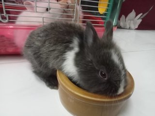 Teddy Bear Rabbits - Netherland Dwarf Rabbit