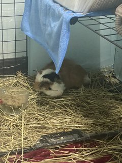 Theodore, Oreo, Romeo &amp; Juliet - Guinea Pig Small & Furry