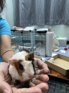 Theodore, Oreo, Romeo &amp; Juliet - Guinea Pig Small & Furry