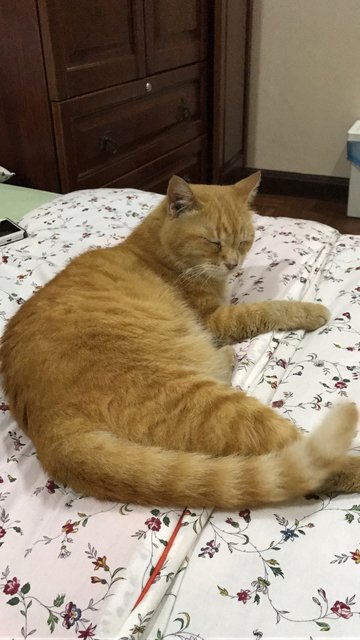 Garfield - Domestic Short Hair Cat