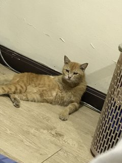 Garfield - Domestic Short Hair Cat