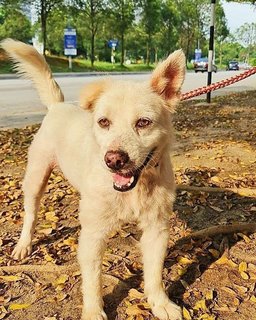 stormy enjoying the sunshine during his walks!