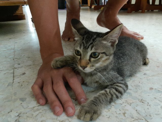 Luka &amp; Lulu - Domestic Short Hair + Tabby Cat