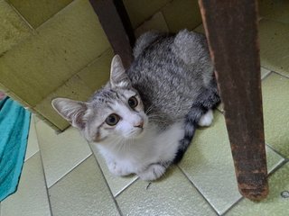 Luka &amp; Lulu - Domestic Short Hair + Tabby Cat