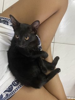 Blackie - Domestic Short Hair Cat